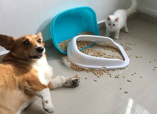 10 Crucial Tips for Pet-Proofing Your Home
