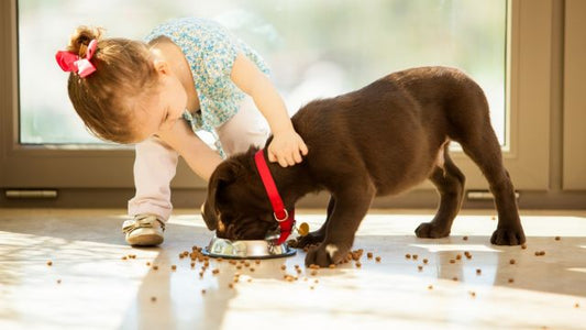 When Toddlers Try Pet Food: The Risks, Dangers, and How to Prevent It