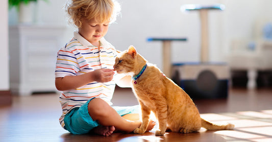 How to Keep Toddlers and Cats Safe at Home While Providing Separate Spaces: A Guide for Parents