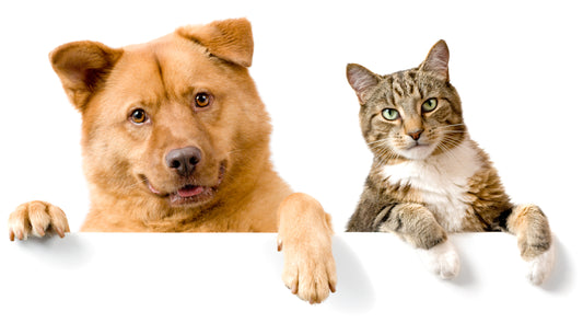 Harmony at Home: How to Ensure Cats and Dogs Live Together Purr-fectly!